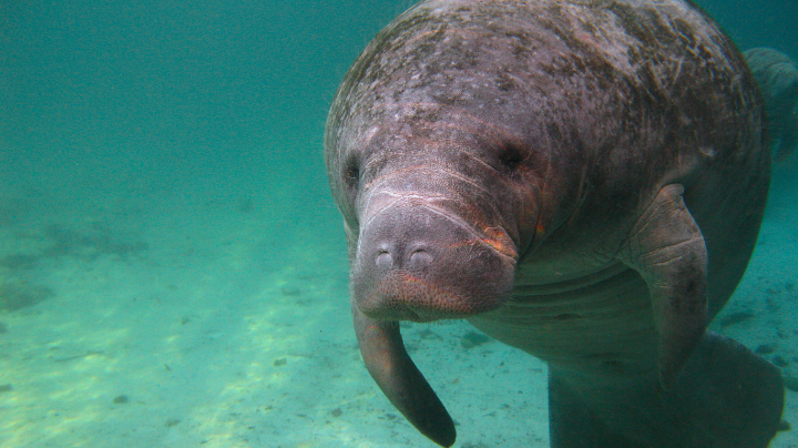 Manatee