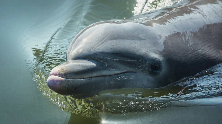 Bottlenose Dolphin