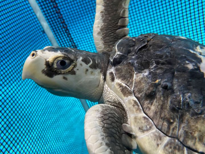 Kemp’s Ridley Sea Turtle