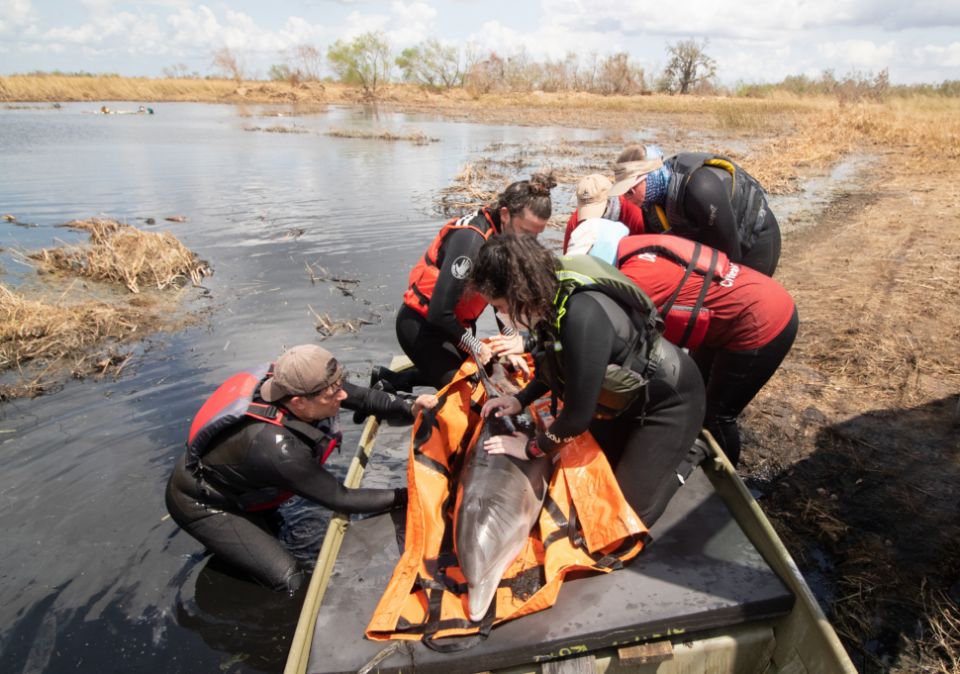 Dolphin Rescue