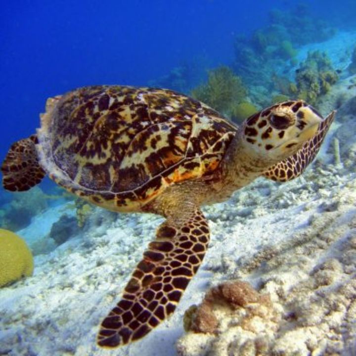 Hawksbill Sea Turtle