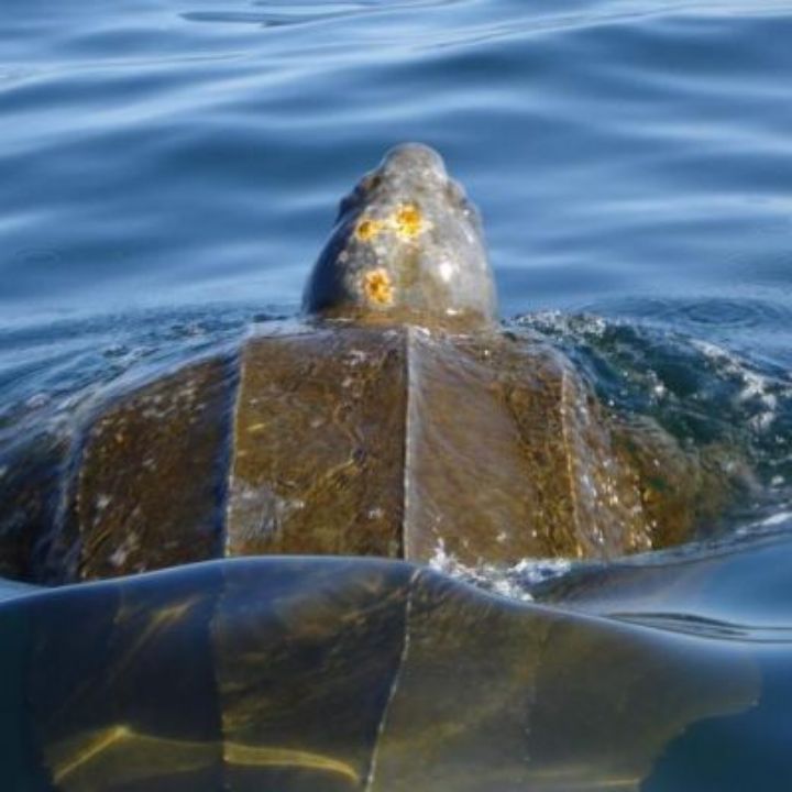 Leatherback sea turtle