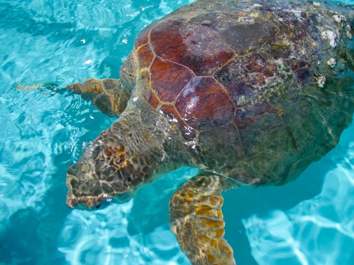 Loggerhead sea turtle