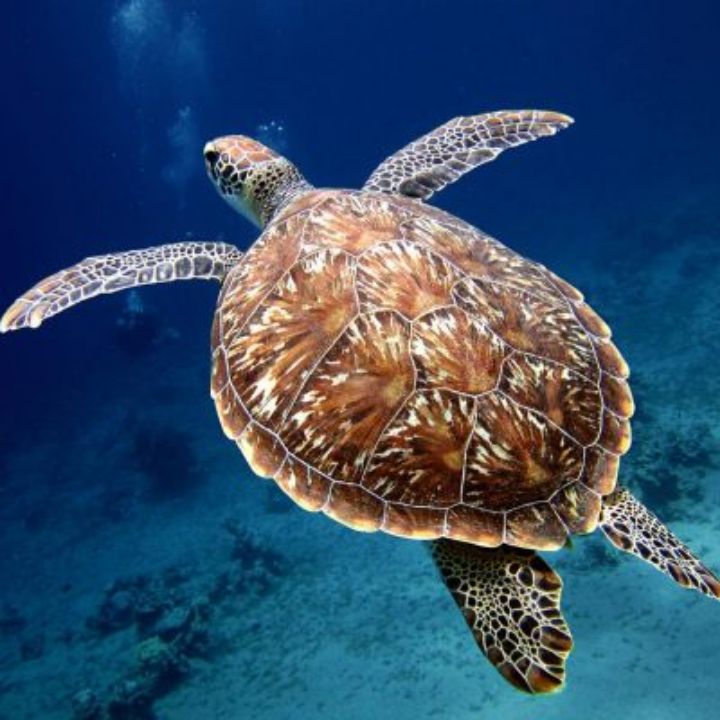 Green Turtle